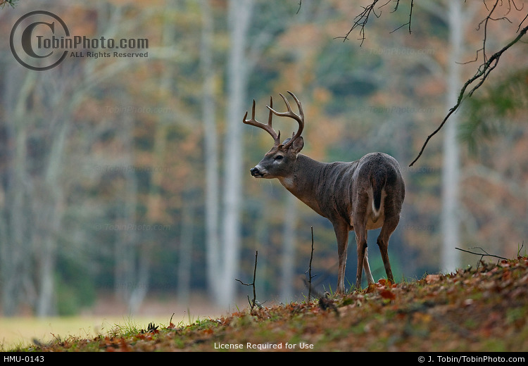 Photo Of Whitetail Deer Fall Colors Hmu 0143