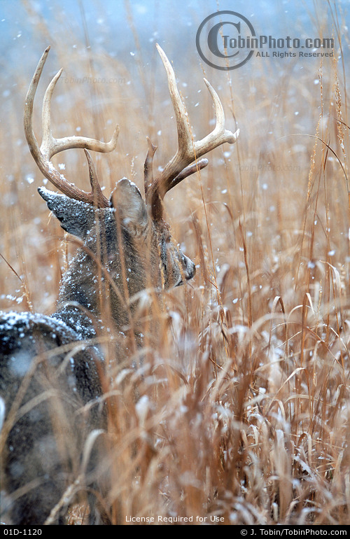 Whitetail Deer in Snow