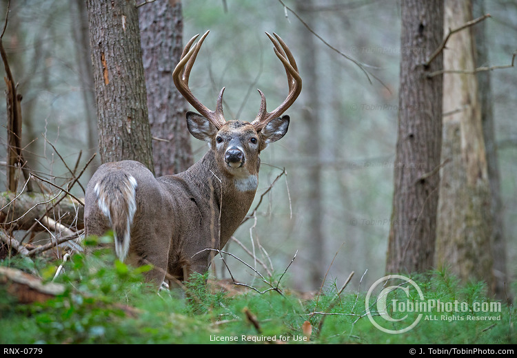 Whitetail Buck in Forest