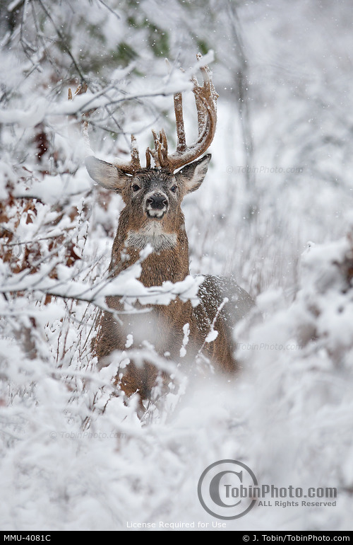 Whitetail Buck in Snowstorm