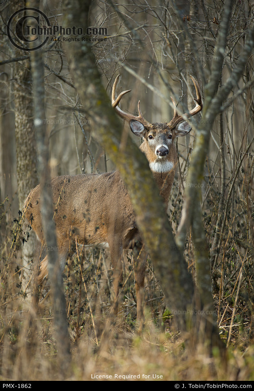 Buck in Dense Woods