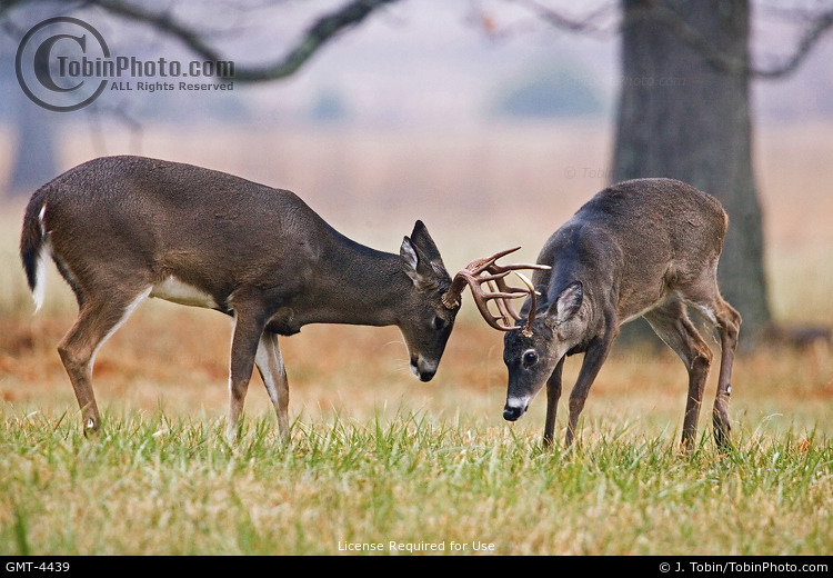 White-Tailed Deer Sparring