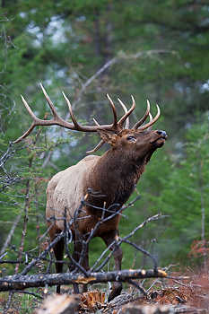 Aggressive Bull Elk