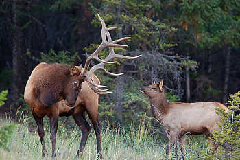 Aggressive Elk