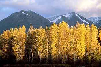 Alaska Fall Colors