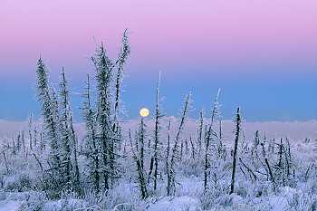 Alaska Winter Trees