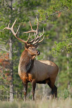 Alert Bull Elk