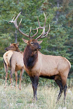 Cow & Bull Elk