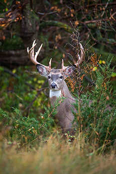 Alert Whitetail Buck in Cover