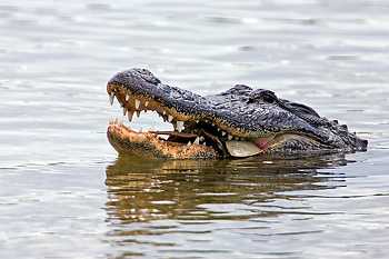 Alligator Eating Crab