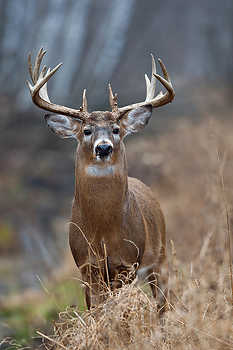 Angry Looking Buck