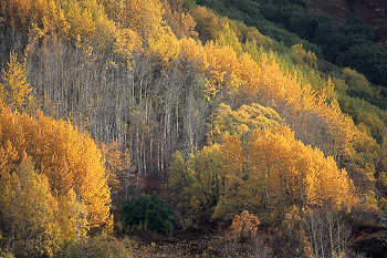 Autumn Trees