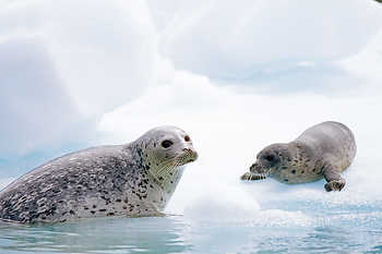 Baby Seal & Mother
