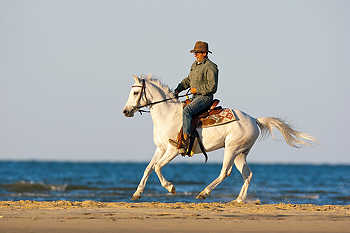 Beach Horseback Riding