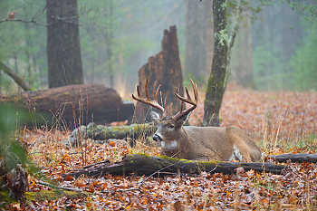 Bedded Whitetail Buck
