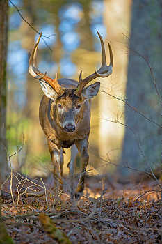 Buck Walking in Forest