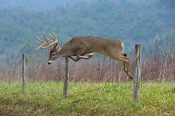 Buck Leaping Over Fence