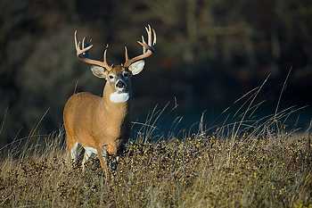 Big Buck Whitetail Deer