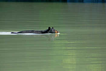 Black Bear Swimming
