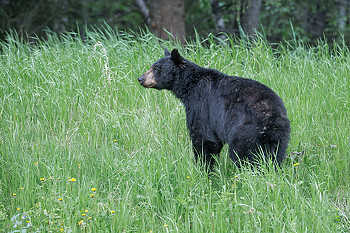 Black Bear in Tall Grass