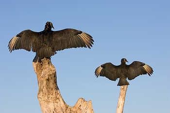 Black Vultures Basking