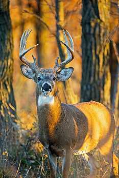 Deer in Autumn Woods