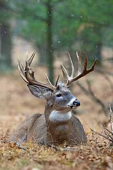 Buck Deer Laying Down