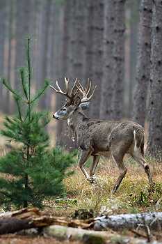 Deer in Pine Forest