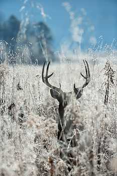 Buck in Frost