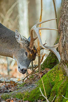 Deer Rubbing Tree