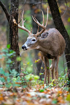 Buck Whitetail in Forest