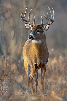 Buck Whitetail Deer