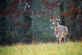 Buck White-Tailed Deer