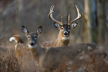 Whitetail Buck with Doe