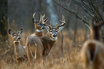 Group of Whitetails