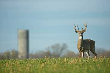 Whitetail Deer on Farm