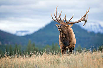 Bugling Elk on Hill