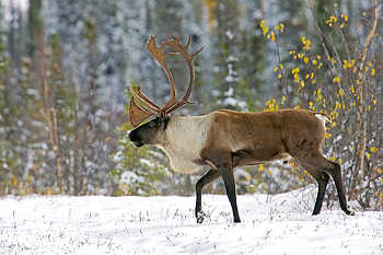 Bull Caribou in Snow