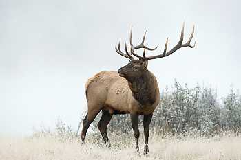 Bull Elk in Fog