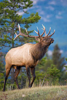 Bull Elk on Hilltop