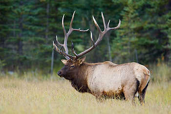 Elk in a Meadow