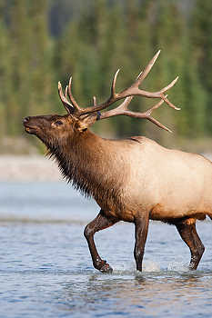 Bull Elk Posturing