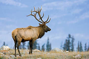 Bull Elk on Ridgetop