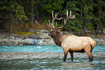 Bull Elk in River