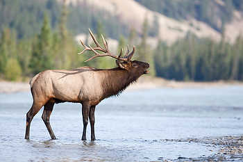 Elk Bugling in River