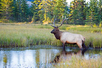 Bull Elk in Water