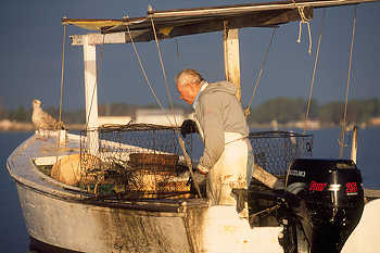Chesapeake Bay Crabbing