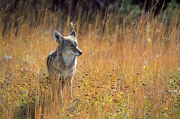 Coyote in Grass