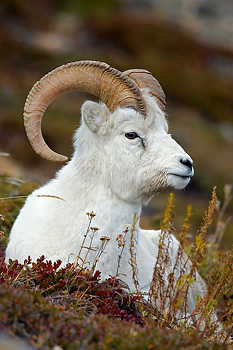 Dall Sheep Bedded