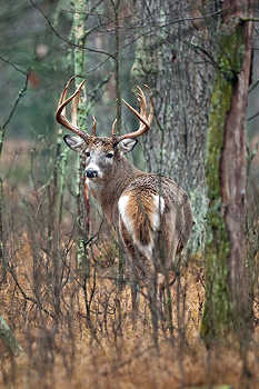Deer in Dense Woods